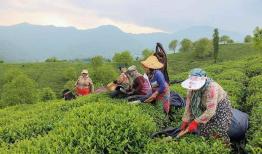 افزایش ۳۰ درصدی بهای خرید برگ سبز چای